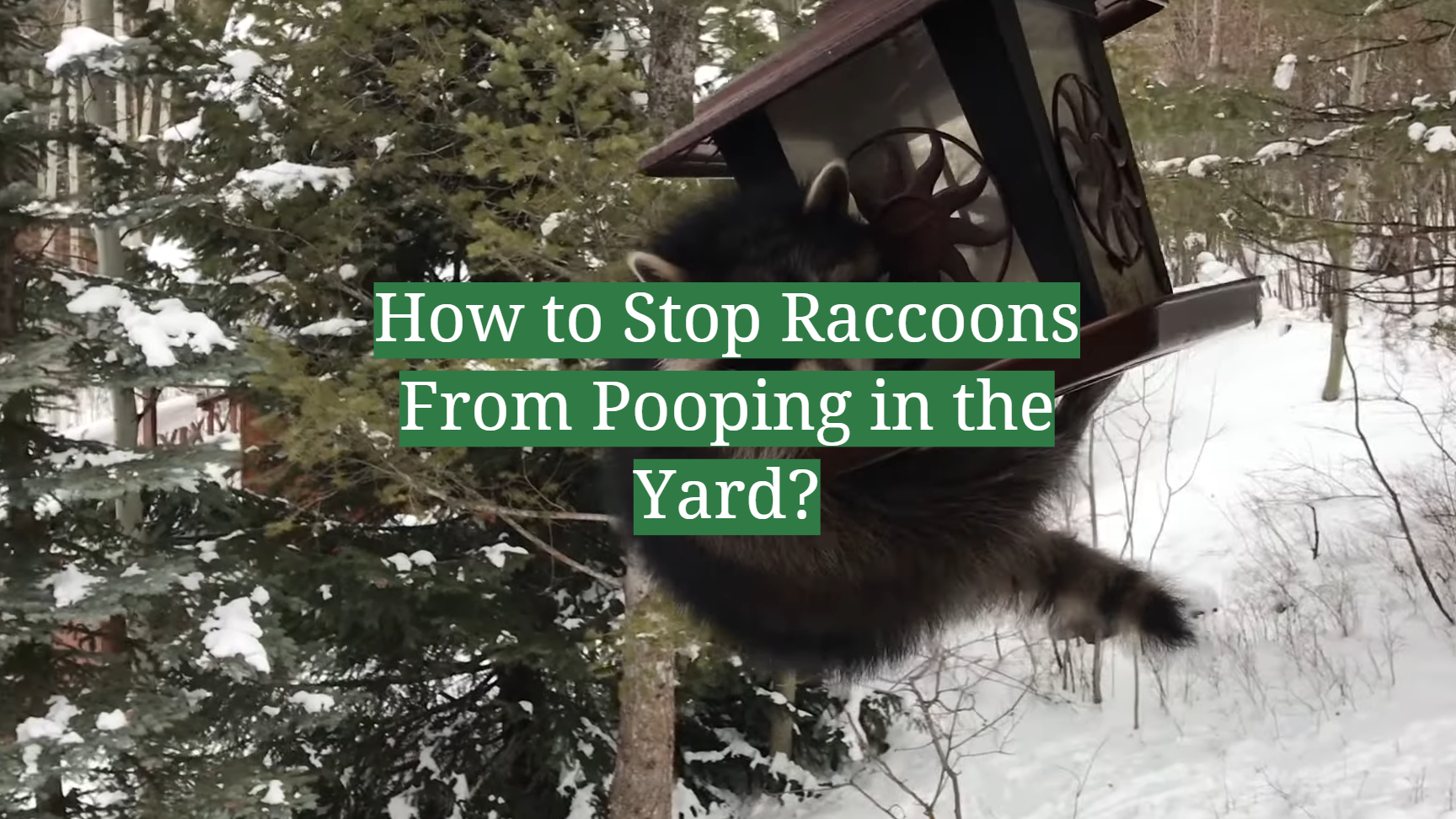 how to stop raccoons from pooping on my deck wildlife deterrent strategies